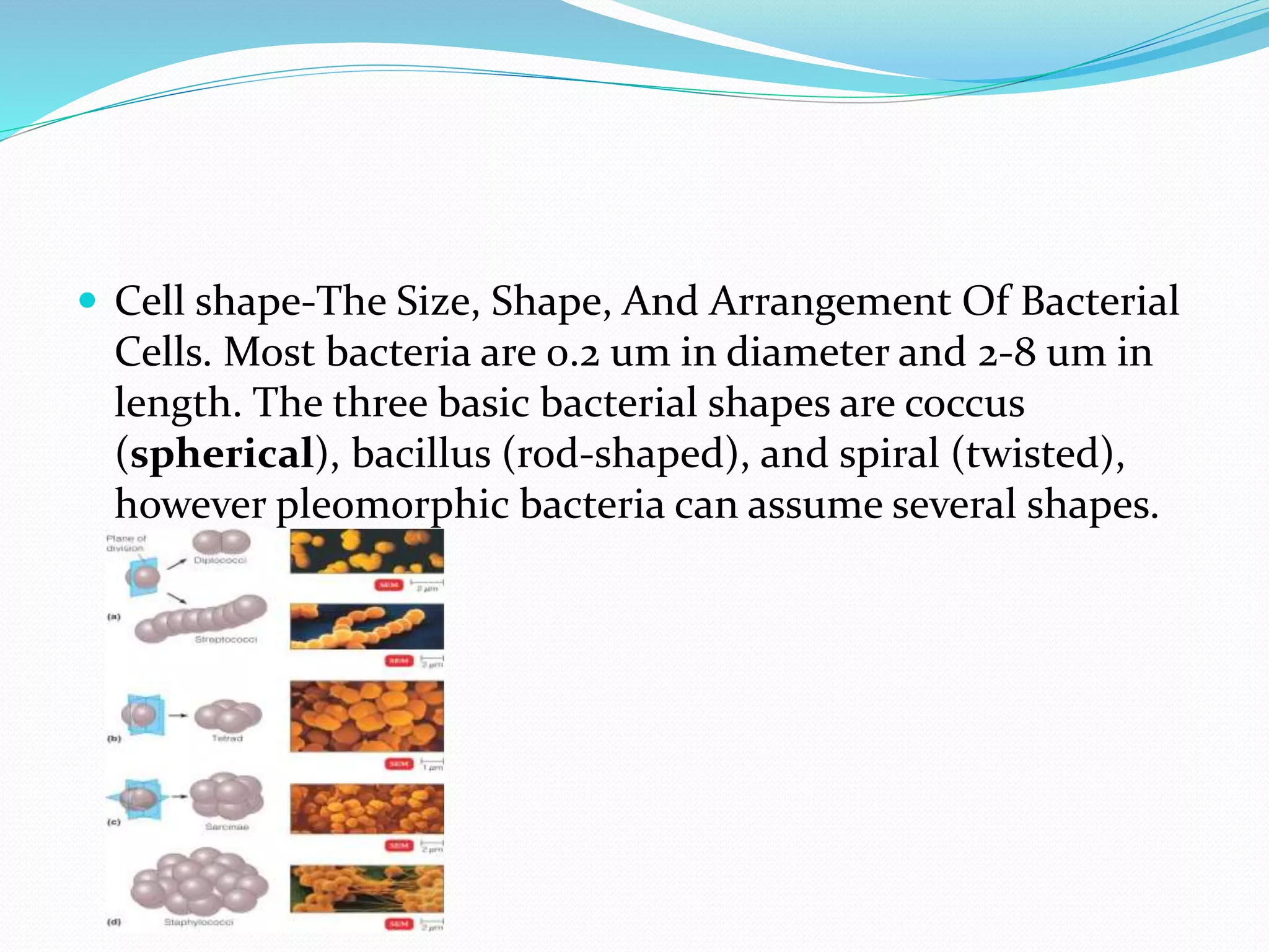  Cell shape-The Size, Shape, And Arrangement Of Bacterial
Cells. Most bacteria are 0.2 um in diameter and 2-8 um in
length. The three basic bacterial shapes are coccus
(spherical), bacillus (rod-shaped), and spiral (twisted),
however pleomorphic bacteria can assume several shapes.
 