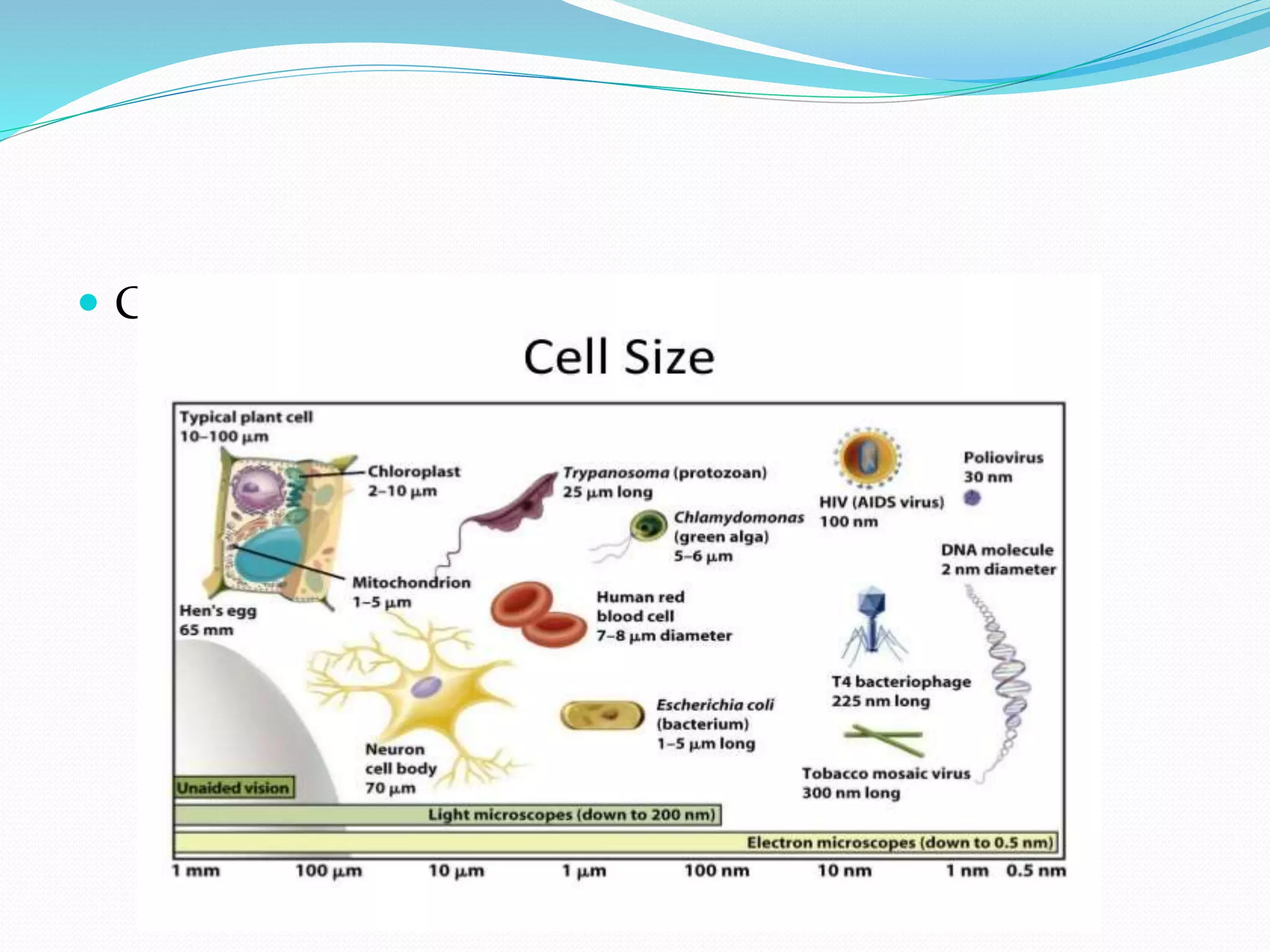  Cell size- show on diagram
 