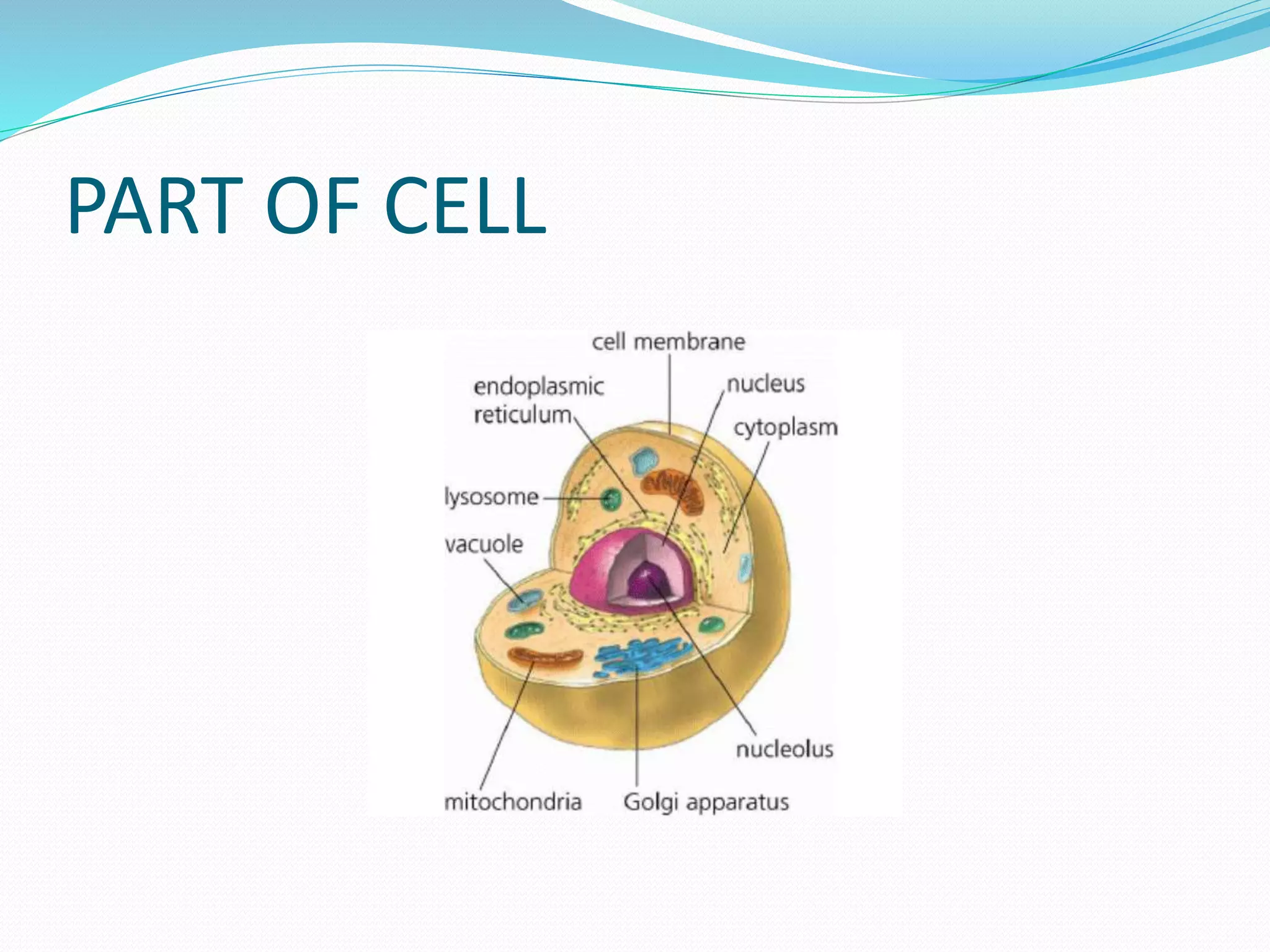 PART OF CELL
 
