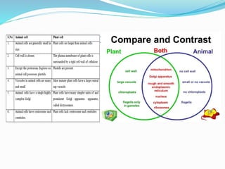 COMPARION BETWEEN PLANT AND ANIMAL CELL
 