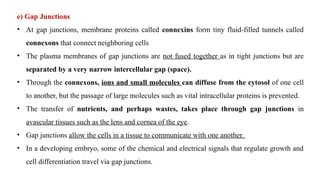 e) Gap Junctions
• At gap junctions, membrane proteins called connexins form tiny fluid-filled tunnels called
connexons that connect neighboring cells
• The plasma membranes of gap junctions are not fused together as in tight junctions but are
separated by a very narrow intercellular gap (space).
• Through the connexons, ions and small molecules can diffuse from the cytosol of one cell
to another, but the passage of large molecules such as vital intracellular proteins is prevented.
• The transfer of nutrients, and perhaps wastes, takes place through gap junctions in
avascular tissues such as the lens and cornea of the eye.
• Gap junctions allow the cells in a tissue to communicate with one another.
• In a developing embryo, some of the chemical and electrical signals that regulate growth and
cell differentiation travel via gap junctions.
 