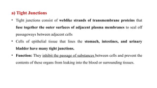 a) Tight Junctions
• Tight junctions consist of weblike strands of transmembrane proteins that
fuse together the outer surfaces of adjacent plasma membranes to seal off
passageways between adjacent cells
• Cells of epithelial tissue that lines the stomach, intestines, and urinary
bladder have many tight junctions.
• Function: They inhibit the passage of substances between cells and prevent the
contents of these organs from leaking into the blood or surrounding tissues.
 