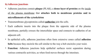 b) Adherens junctions
• Adherens junctions contain plaque (PLAK), a dense layer of proteins on the inside
of the plasma membrane that attaches both to membrane proteins and to
microfilaments of the cytoskeleton
• Transmembrane glycoproteins called cadherins join the cells.
• Each cadherin inserts into the plaque from the opposite side of the plasma
membrane, partially crosses the intercellular space and connects to cadherins of an
adjacent cell.
• In epithelial cells, adherens junctions often form extensive zones called adhesion
belts because they encircle the cell similar to the way a belt encircles your waist.
• Function: Adherens junctions help epithelial surfaces resist separation during
various contractile activities, as when food moves through the intestines.
 