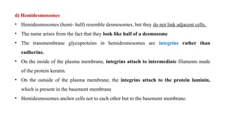 d) Hemidesmosomes
• Hemidesmosomes (hemi- half) resemble desmosomes, but they do not link adjacent cells.
• The name arises from the fact that they look like half of a desmosome
• The transmembrane glycoproteins in hemidesmosomes are integrins rather than
cadherins.
• On the inside of the plasma membrane, integrins attach to intermediate filaments made
of the protein keratin.
• On the outside of the plasma membrane, the integrins attach to the protein laminin,
which is present in the basement membrane
• Hemidesmosomes anchor cells not to each other but to the basement membrane.
 