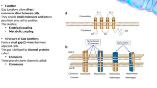 Comprehensive Overview of Cell Junctions and Their Role in Kidney ...