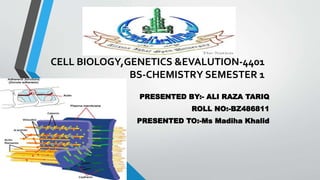 CELL BIOLOGY,GENETICS &EVALUTION-4401
BS-CHEMISTRY SEMESTER 1
PRESENTED BY:- ALI RAZA TARIQ
ROLL NO:-BZ486811
PRESENTED TO:-Ms Madiha Khalid
 