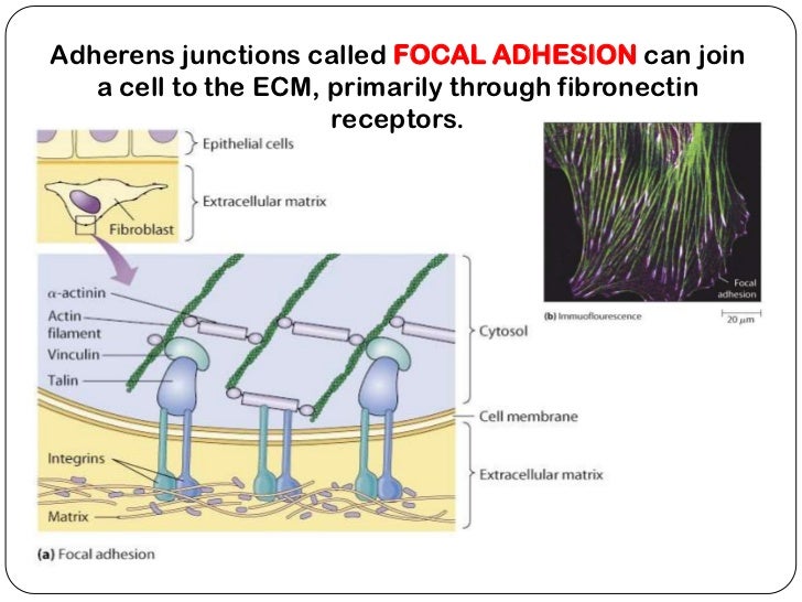 Cell junctions