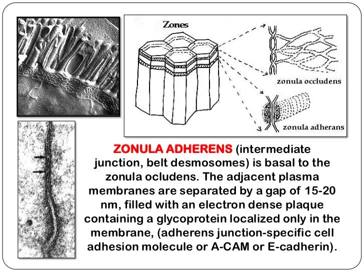 Cell junctions