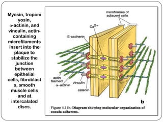 Myosin, tropom
      yosin,
 α-actinin, and
vinculin, actin-
   containing
microfilaments
 insert into the
    plaque to
  stabilize the
     junction
    between
    epithelial
cells, fibroblast
    s, smooth
  muscle cells
      and at
  intercalated
      discs.
 