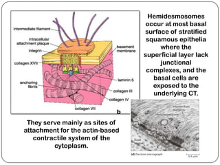 Hemidesmosomes
                                  occur at most basal
                                 surface of stratified
                                  squamous epithelia
                                      where the
                                 superficial layer lack
                                      junctional
                                  complexes, and the
                                    basal cells are
                                    exposed to the
                                    underlying CT.



 They serve mainly as sites of
attachment for the actin-based
   contractile system of the
         cytoplasm.
 