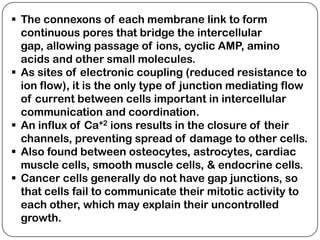  The connexons of each membrane link to form
  continuous pores that bridge the intercellular
  gap, allowing passage of ions, cyclic AMP, amino
  acids and other small molecules.
 As sites of electronic coupling (reduced resistance to
  ion flow), it is the only type of junction mediating flow
  of current between cells important in intercellular
  communication and coordination.
 An influx of Ca+2 ions results in the closure of their
  channels, preventing spread of damage to other cells.
 Also found between osteocytes, astrocytes, cardiac
  muscle cells, smooth muscle cells, & endocrine cells.
 Cancer cells generally do not have gap junctions, so
  that cells fail to communicate their mitotic activity to
  each other, which may explain their uncontrolled
  growth.
 