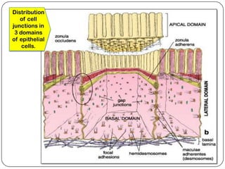 Distribution
   of cell
junctions in
 3 domains
of epithelial
    cells.
 