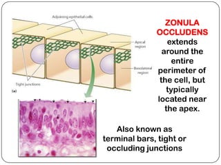 ZONULA
              OCCLUDENS
                  extends
                around the
                   entire
              perimeter of
               the cell, but
                 typically
              located near
                 the apex.

   Also known as
terminal bars, tight or
 occluding junctions
 