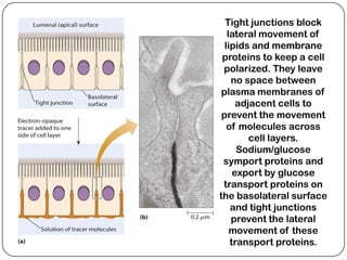 Tight junctions block
   lateral movement of
  lipids and membrane
 proteins to keep a cell
 polarized. They leave
    no space between
 plasma membranes of
      adjacent cells to
 prevent the movement
   of molecules across
         cell layers.
      Sodium/glucose
 symport proteins and
     export by glucose
 transport proteins on
the basolateral surface
    and tight junctions
    prevent the lateral
    movement of these
    transport proteins.
 