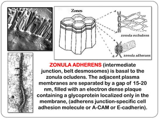 ZONULA ADHERENS (intermediate
  junction, belt desmosomes) is basal to the
    zonula ocludens. The adjacent plasma
 membranes are separated by a gap of 15-20
   nm, filled with an electron dense plaque
containing a glycoprotein localized only in the
 membrane, (adherens junction-specific cell
adhesion molecule or A-CAM or E-cadherin).
 