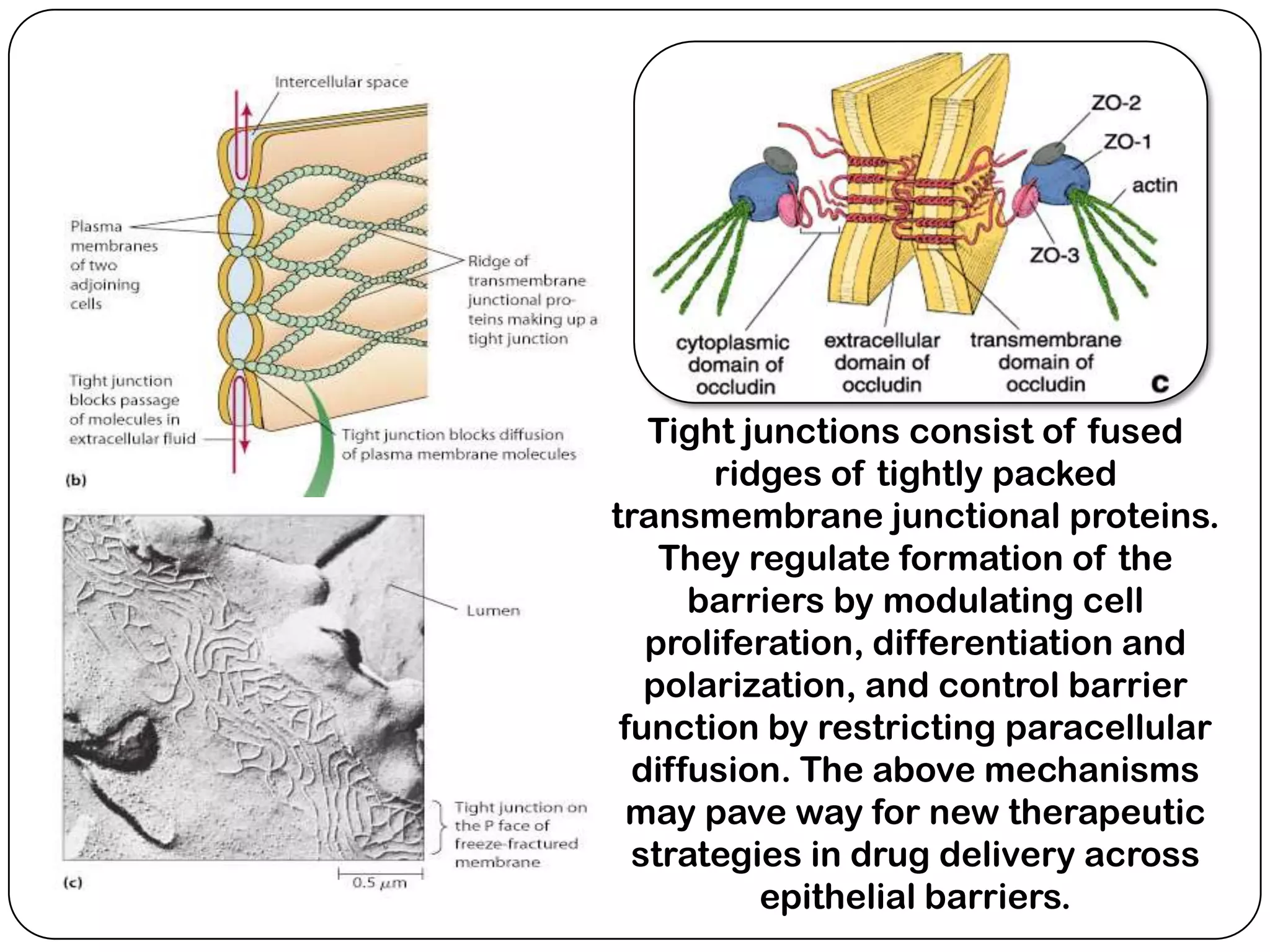 Fused Ridge Example Diagram Cell junctions | PPTX