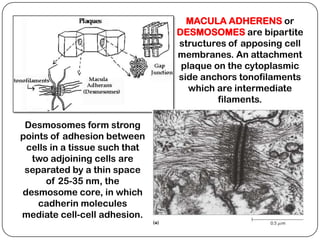 MACULA ADHERENS or
                               DESMOSOMES are bipartite
                               structures of apposing cell
                               membranes. An attachment
                                plaque on the cytoplasmic
                               side anchors tonofilaments
                                  which are intermediate
                                        filaments.

 Desmosomes form strong
points of adhesion between
 cells in a tissue such that
  two adjoining cells are
 separated by a thin space
      of 25-35 nm, the
desmosome core, in which
    cadherin molecules
mediate cell-cell adhesion.
 