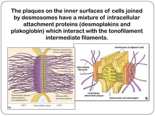 The plaques on the inner surfaces of cells joined
 by desmosomes have a mixture of intracellular
     attachment proteins (desmoplakins and
plakoglobin) which interact with the tonofilament
             intermediate filaments.
 