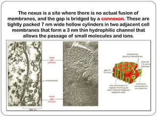 The nexus is a site where there is no actual fusion of
membranes, and the gap is bridged by a connexon. These are
tightly packed 7 nm wide hollow cylinders in two adjacent cell
   membranes that form a 3 nm thin hydrophilic channel that
        allows the passage of small molecules and ions.
 