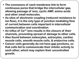  The connexons of each membrane link to form
  continuous pores that bridge the intercellular gap,
  allowing passage of ions, cyclic AMP, amino acids
  and other small molecules.
 As sites of electronic coupling (reduced resistance to
  ion flow), it is the only type of junction mediating flow
  of current between cells important in intercellular
  communication and coordination.
 An influx of Ca+2 ions results in the closure of their
  channels, preventing spread of damage to other cells.
 Also found between osteocytes, astrocytes, cardiac
  muscle cells, smooth muscle cells, & endocrine cells.
 Cancer cells generally do not have gap junctions, so
  that cells fail to communicate their mitotic activity to
  each other, which may explain their uncontrolled
  growth.
 