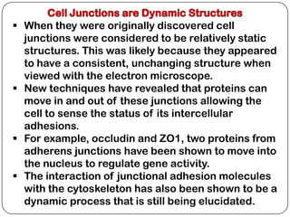  When they were originally discovered cell
  junctions were considered to be relatively static
  structures. This was likely because they appeared
  to have a consistent, unchanging structure when
  viewed with the electron microscope.
 New techniques have revealed that proteins can
  move in and out of these junctions allowing the
  cell to sense the status of its intercellular
  adhesions.
 For example, occludin and ZO1, two proteins from
  adherens junctions have been shown to move into
  the nucleus to regulate gene activity.
 The interaction of junctional adhesion molecules
  with the cytoskeleton has also been shown to be a
  dynamic process that is still being elucidated.
 