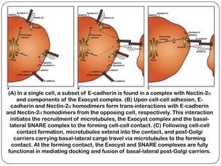 (A) In a single cell, a subset of E-cadherin is found in a complex with Nectin-2α
     and components of the Exocyst complex. (B) Upon cell-cell adhesion, E-
   cadherin and Nectin-2α homodimers form trans-interactions with E-cadherin
and Nectin-2α homodimers from the opposing cell, respectively. This interaction
  initiates the recruitment of microtubules, the Exocyst complex and the basal-
  lateral SNARE complex to the forming cell-cell contact. (C) Following cell-cell
     contact formation, microtubules extend into the contact, and post-Golgi
    carriers carrying basal-lateral cargo travel via microtubules to the forming
   contact. At the forming contact, the Exocyst and SNARE complexes are fully
 functional in mediating docking and fusion of basal-lateral post-Golgi carriers.
 