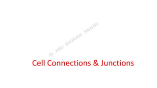 Cell Connections & Junctions
 