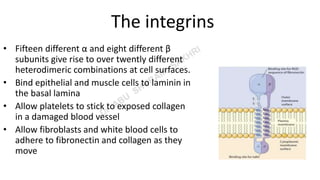 Cell Junctions | PPT