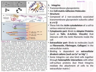 Cell adhesion molecules, Extracellular matrix and Cell junctions.pptx