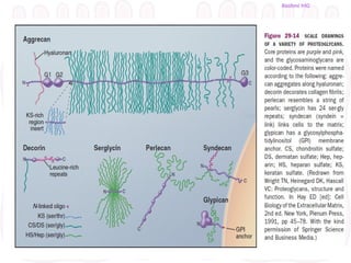 Cell adhesion molecules, Extracellular matrix and Cell junctions.pptx