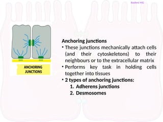 Cell adhesion molecules, Extracellular matrix and Cell junctions.pptx