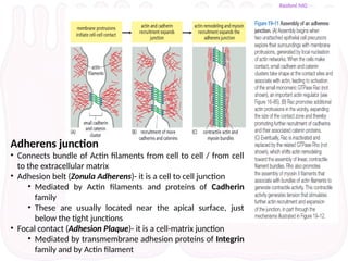 Cell adhesion molecules, Extracellular matrix and Cell junctions.pptx