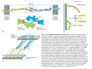 Cell adhesion molecules, Extracellular matrix and Cell junctions.pptx