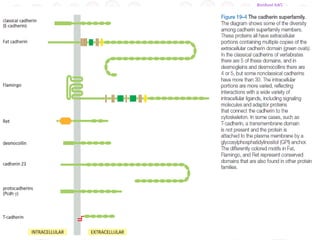 Cell adhesion molecules, Extracellular matrix and Cell junctions.pptx