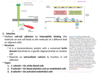 Cell adhesion molecules, Extracellular matrix and Cell junctions.pptx