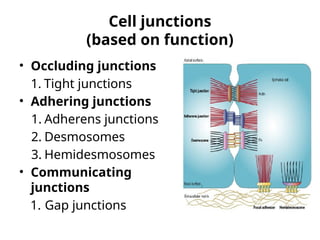 Comprehensive Overview of Cell Junctions and Plasma Membrane Structures ...
