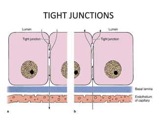 TIGHT JUNCTIONS
 