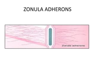 ZONULA ADHERONS
 