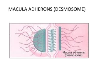 MACULA ADHERONS (DESMOSOME)
 