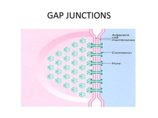 GAP JUNCTIONS
 