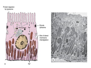 Cell junctions presentation 