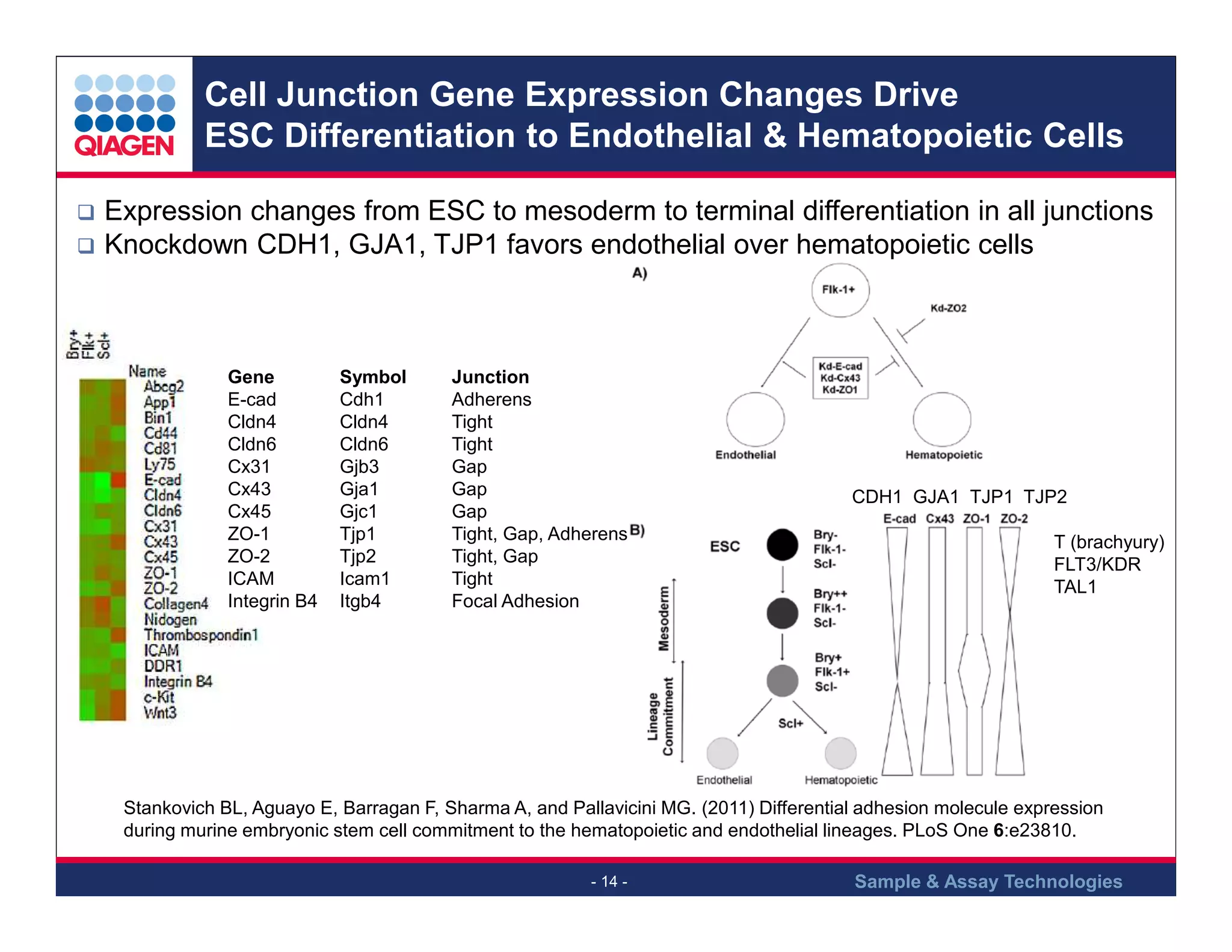 Cell Junction Gene Expression Changes Drive
ESC Differentiation to Endothelial & Hematopoietic Cells
Expression changes from ESC to mesoderm to terminal differentiation in all junctions
Knockdown CDH1, GJA1, TJP1 favors endothelial over hematopoietic cells

Gene
E-cad
Cldn4
Cldn6
Cx31
Cx43
Cx45
ZO-1
ZO-2
ICAM
Integrin B4

Symbol
Cdh1
Cldn4
Cldn6
Gjb3
Gja1
Gjc1
Tjp1
Tjp2
Icam1
Itgb4

Junction
Adherens
Tight
Tight
Gap
Gap
Gap
Tight, Gap, Adherens
Tight, Gap
Tight
Focal Adhesion

CDH1 GJA1 TJP1 TJP2
T (brachyury)
FLT3/KDR
TAL1

Stankovich BL, Aguayo E, Barragan F, Sharma A, and Pallavicini MG. (2011) Differential adhesion molecule expression
during murine embryonic stem cell commitment to the hematopoietic and endothelial lineages. PLoS One 6:e23810.
- 14 -

Sample & Assay Technologies

 