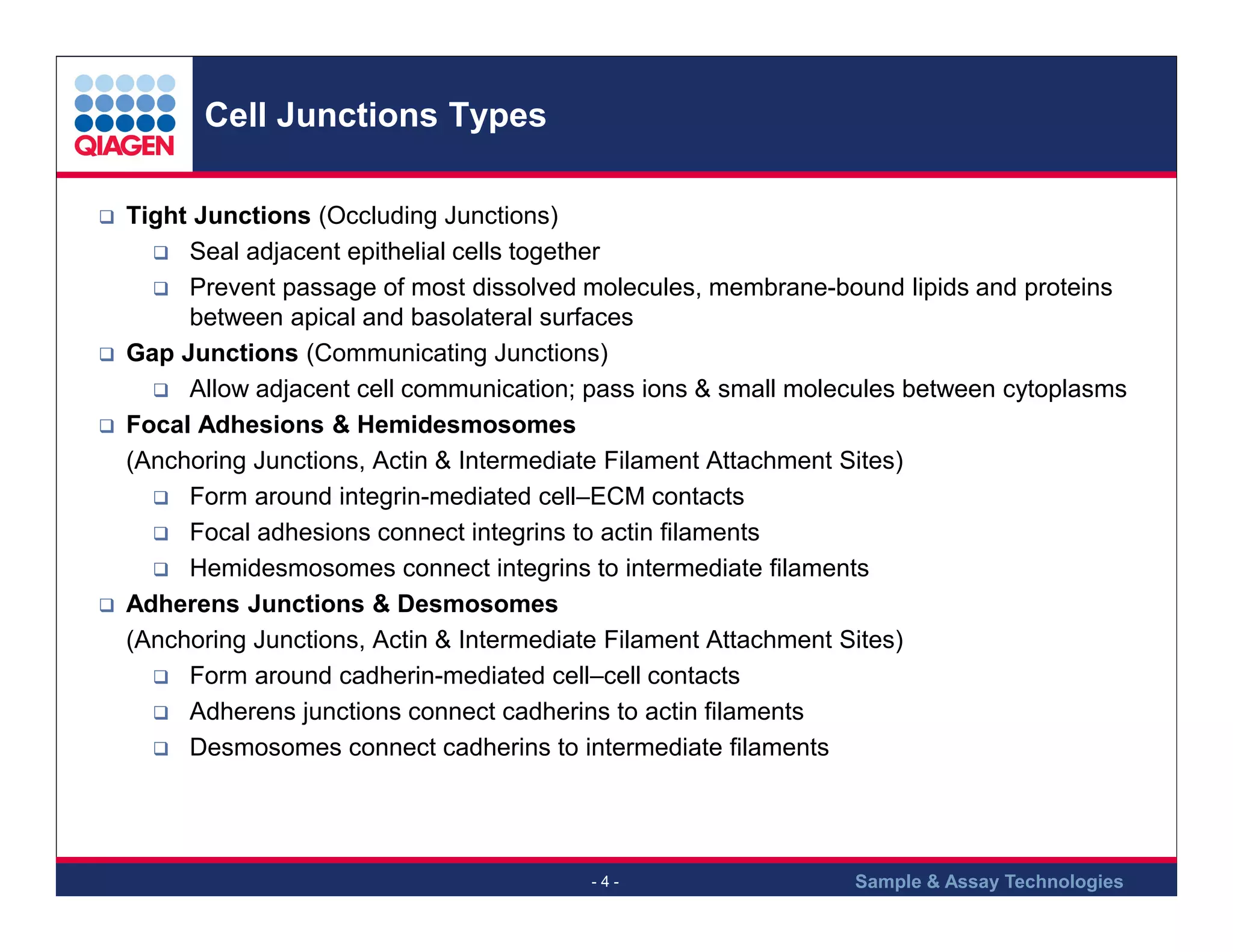 Cell Junctions Types
Tight Junctions (Occluding Junctions)
Seal adjacent epithelial cells together
Prevent passage of most dissolved molecules, membrane-bound lipids and proteins
between apical and basolateral surfaces
Gap Junctions (Communicating Junctions)
Allow adjacent cell communication; pass ions & small molecules between cytoplasms
Focal Adhesions & Hemidesmosomes
(Anchoring Junctions, Actin & Intermediate Filament Attachment Sites)
Form around integrin-mediated cell–ECM contacts
Focal adhesions connect integrins to actin filaments
Hemidesmosomes connect integrins to intermediate filaments
Adherens Junctions & Desmosomes
(Anchoring Junctions, Actin & Intermediate Filament Attachment Sites)
Form around cadherin-mediated cell–cell contacts
Adherens junctions connect cadherins to actin filaments
Desmosomes connect cadherins to intermediate filaments

-4-

Sample & Assay Technologies

 