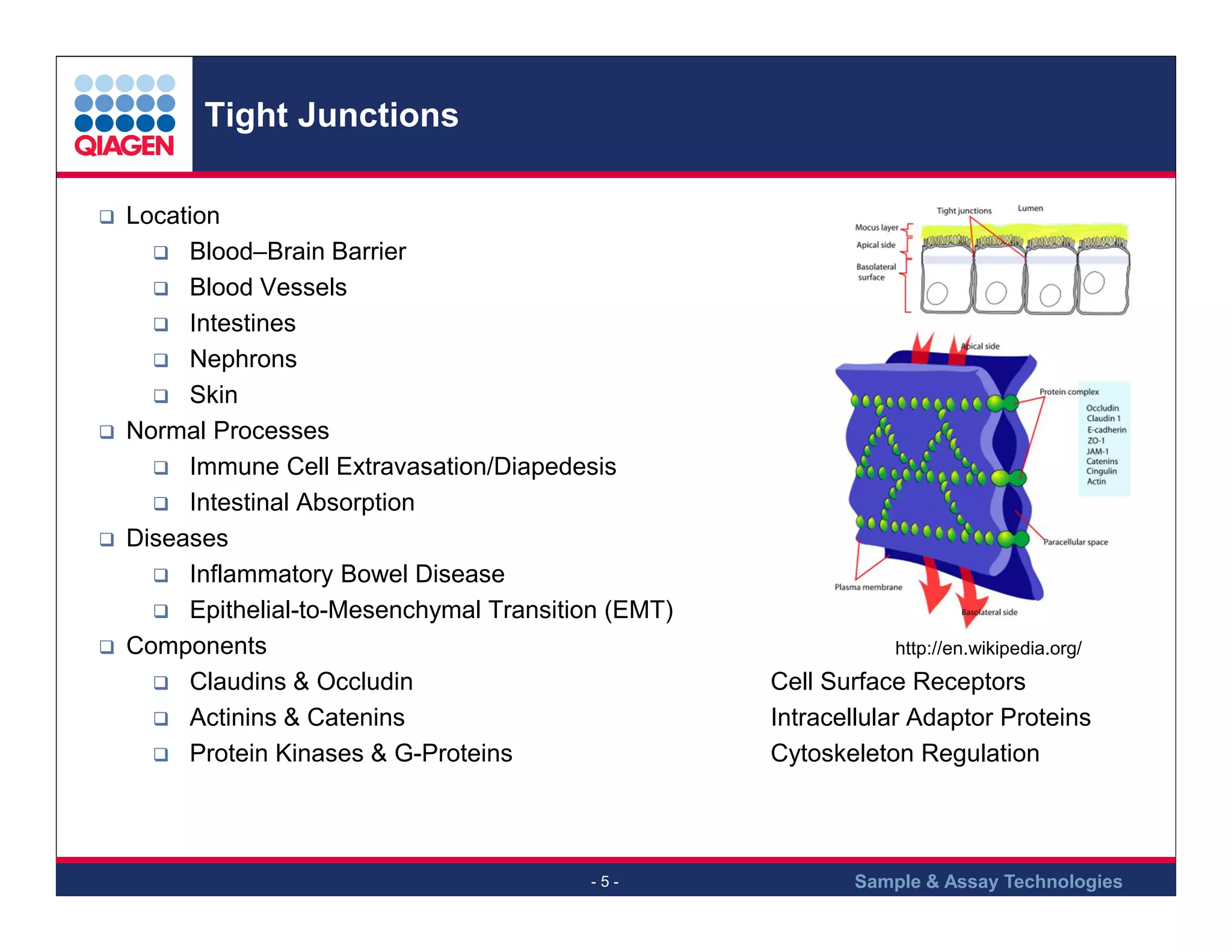 Tight Junctions
Location
Blood–Brain Barrier
Blood Vessels
Intestines
Nephrons
Skin
Normal Processes
Immune Cell Extravasation/Diapedesis
Intestinal Absorption
Diseases
Inflammatory Bowel Disease
Epithelial-to-Mesenchymal Transition (EMT)
Components
Claudins & Occludin
Actinins & Catenins
Protein Kinases & G-Proteins

-5-

http://en.wikipedia.org/

Cell Surface Receptors
Intracellular Adaptor Proteins
Cytoskeleton Regulation

Sample & Assay Technologies

 