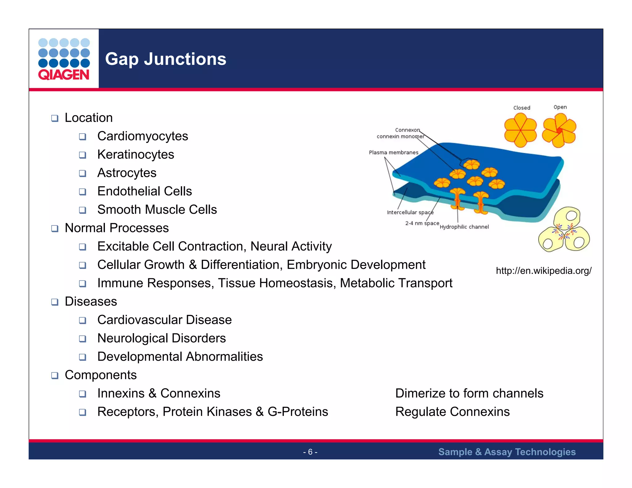 Gap Junctions

Location
Cardiomyocytes
Keratinocytes
Astrocytes
Endothelial Cells
Smooth Muscle Cells
Normal Processes
Excitable Cell Contraction, Neural Activity
Cellular Growth & Differentiation, Embryonic Development
http://en.wikipedia.org/
Immune Responses, Tissue Homeostasis, Metabolic Transport
Diseases
Cardiovascular Disease
Neurological Disorders
Developmental Abnormalities
Components
Innexins & Connexins
Dimerize to form channels
Receptors, Protein Kinases & G-Proteins
Regulate Connexins
-6-

Sample & Assay Technologies

 