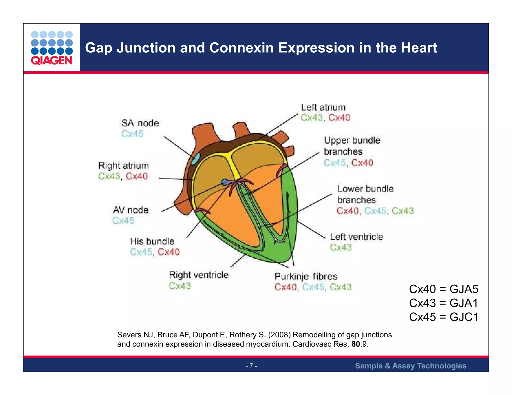 Gap Junction and Connexin Expression in the Heart

Cx40 = GJA5
Cx43 = GJA1
Cx45 = GJC1
Severs NJ, Bruce AF, Dupont E, Rothery S. (2008) Remodelling of gap junctions
and connexin expression in diseased myocardium. Cardiovasc Res. 80:9.
-7-

Sample & Assay Technologies

 
