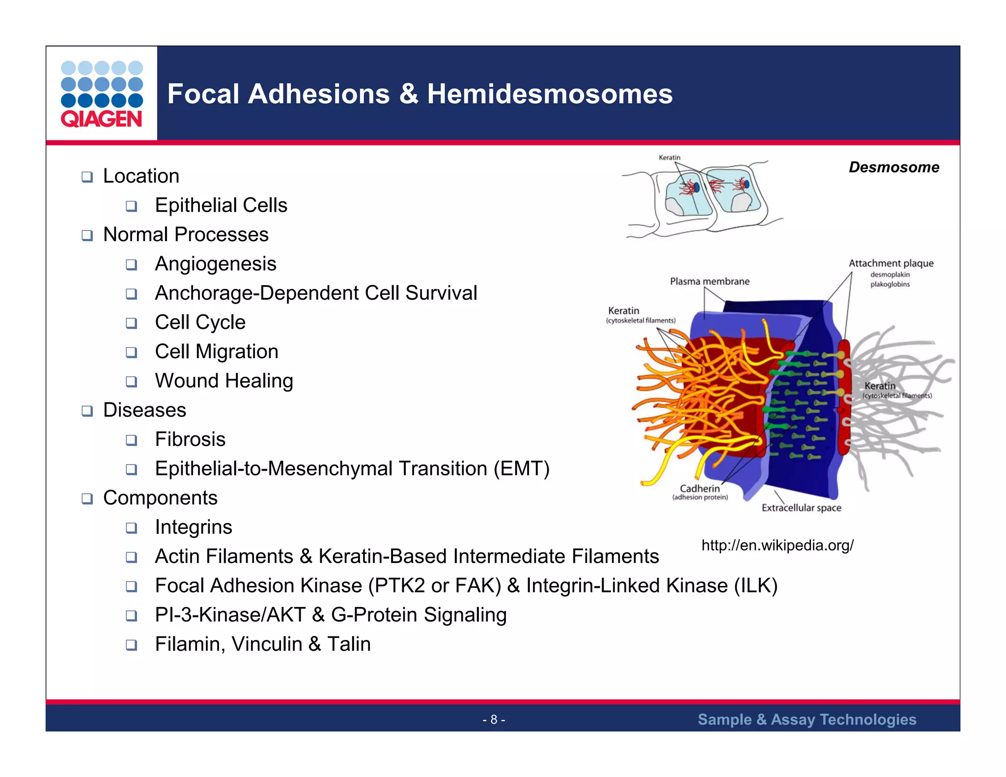 Focal Adhesions & Hemidesmosomes
Desmosome

Location
Epithelial Cells
Normal Processes
Angiogenesis
Anchorage-Dependent Cell Survival
Cell Cycle
Cell Migration
Wound Healing
Diseases
Fibrosis
Epithelial-to-Mesenchymal Transition (EMT)
Components
Integrins
http://en.wikipedia.org/
Actin Filaments & Keratin-Based Intermediate Filaments
Focal Adhesion Kinase (PTK2 or FAK) & Integrin-Linked Kinase (ILK)
PI-3-Kinase/AKT & G-Protein Signaling
Filamin, Vinculin & Talin

-8-

Sample & Assay Technologies

 