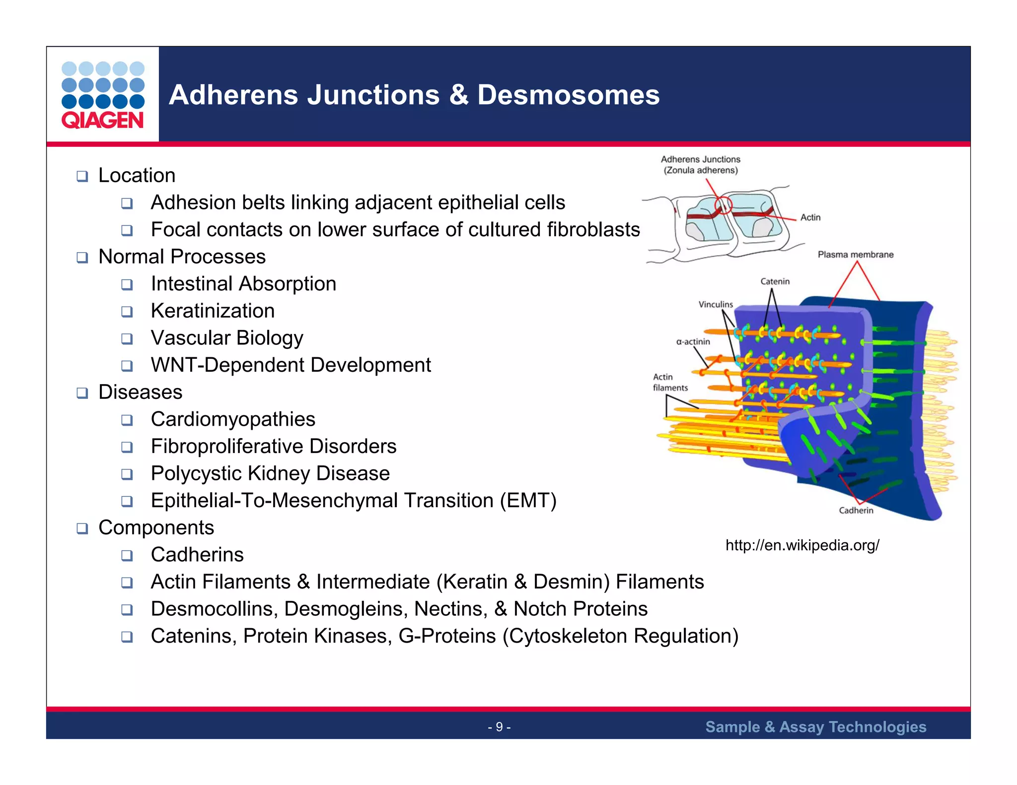 Adherens Junctions & Desmosomes
Location
Adhesion belts linking adjacent epithelial cells
Focal contacts on lower surface of cultured fibroblasts
Normal Processes
Intestinal Absorption
Keratinization
Vascular Biology
WNT-Dependent Development
Diseases
Cardiomyopathies
Fibroproliferative Disorders
Polycystic Kidney Disease
Epithelial-To-Mesenchymal Transition (EMT)
Components
http://en.wikipedia.org/
Cadherins
Actin Filaments & Intermediate (Keratin & Desmin) Filaments
Desmocollins, Desmogleins, Nectins, & Notch Proteins
Catenins, Protein Kinases, G-Proteins (Cytoskeleton Regulation)

-9-

Sample & Assay Technologies

 