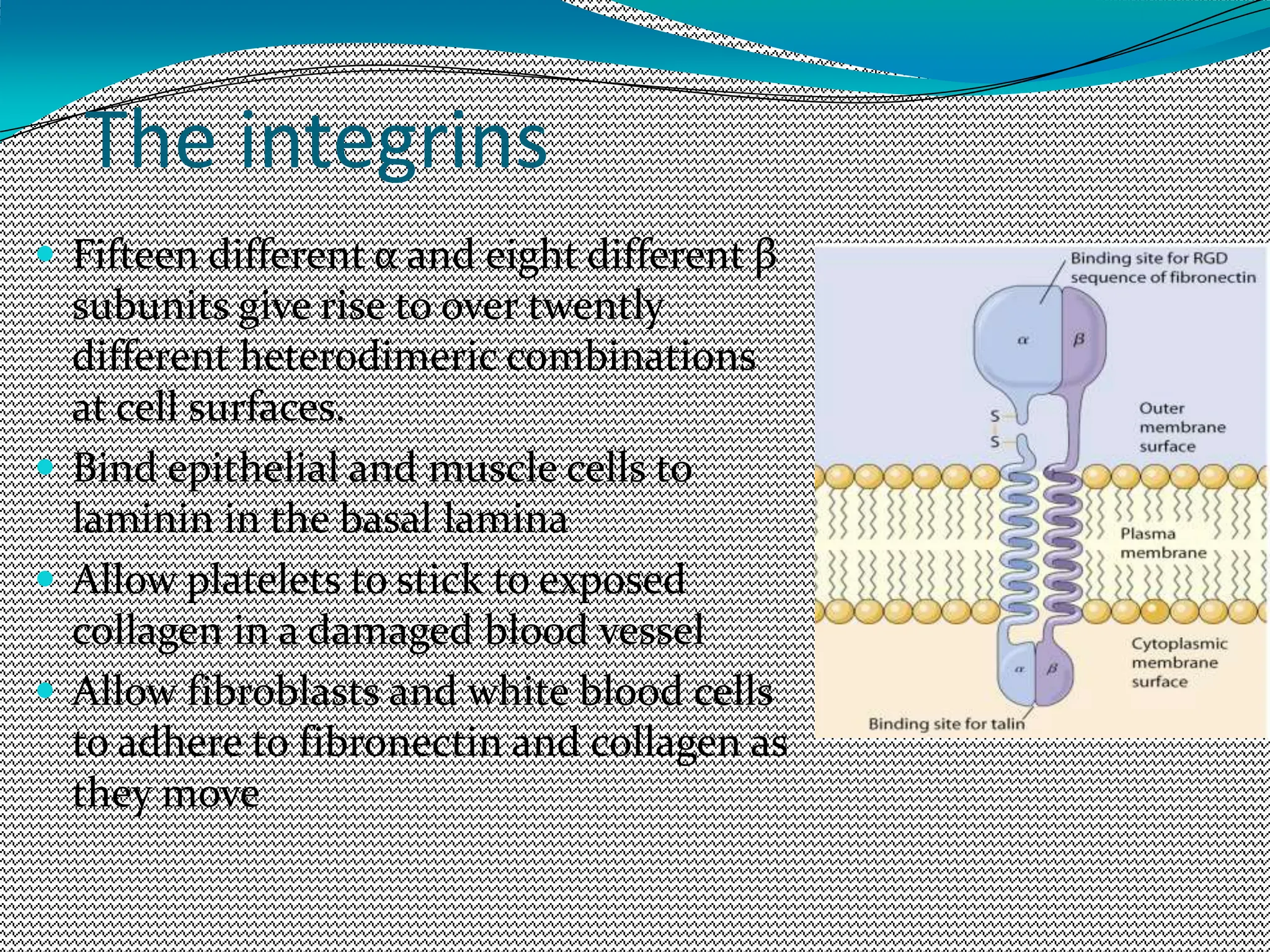 The integrins
 Fifteen different α and eight different β
subunits give rise to over twently
different heterodimeric combinations
at cell surfaces.
 Bind epithelial and muscle cells to
laminin in the basal lamina
 Allow platelets to stick to exposed
collagen in a damaged blood vessel
 Allow fibroblasts and white blood cells
to adhere to fibronectin and collagen as
they move
 