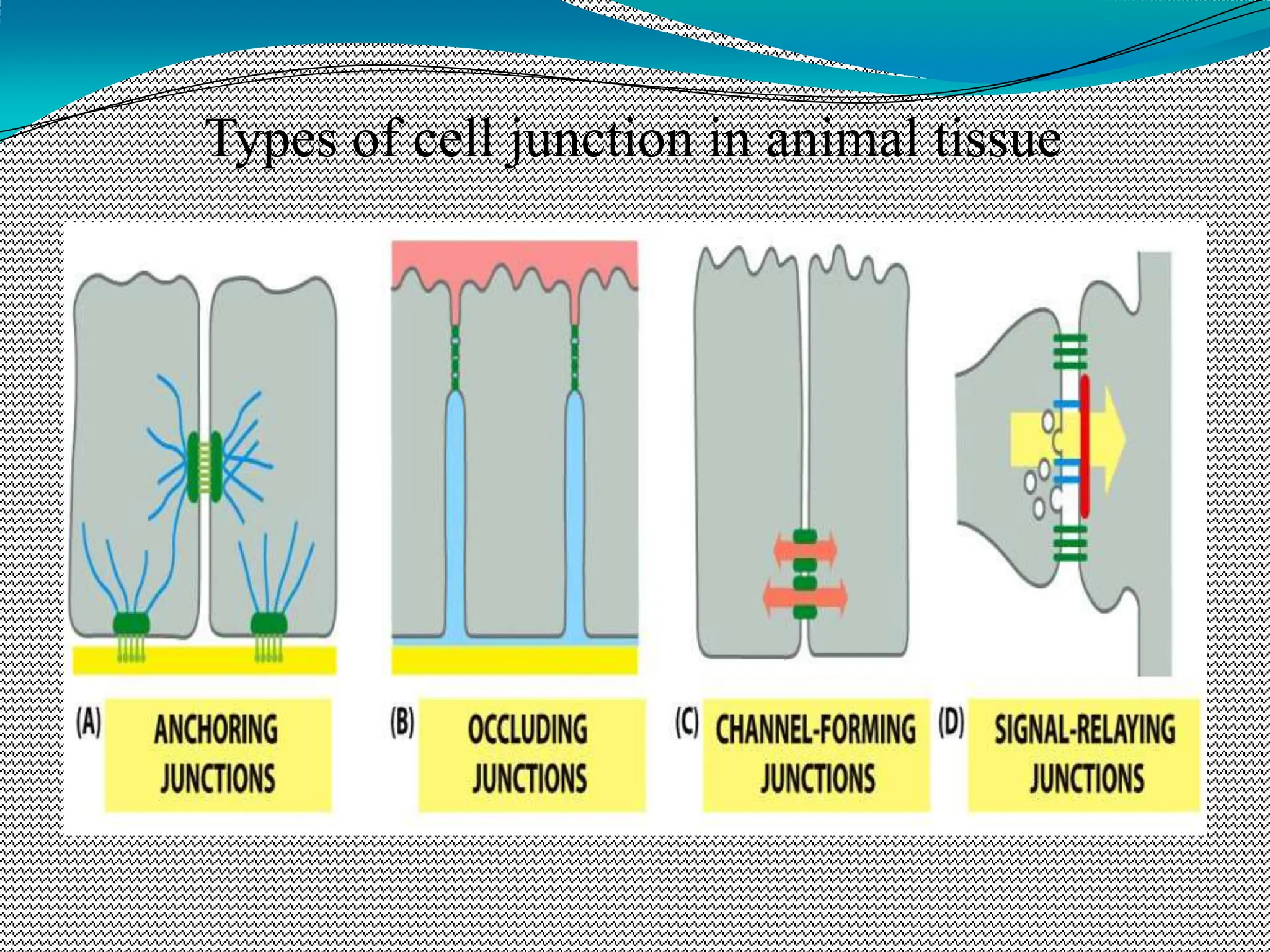 Types of cell junction in animal tissue
 